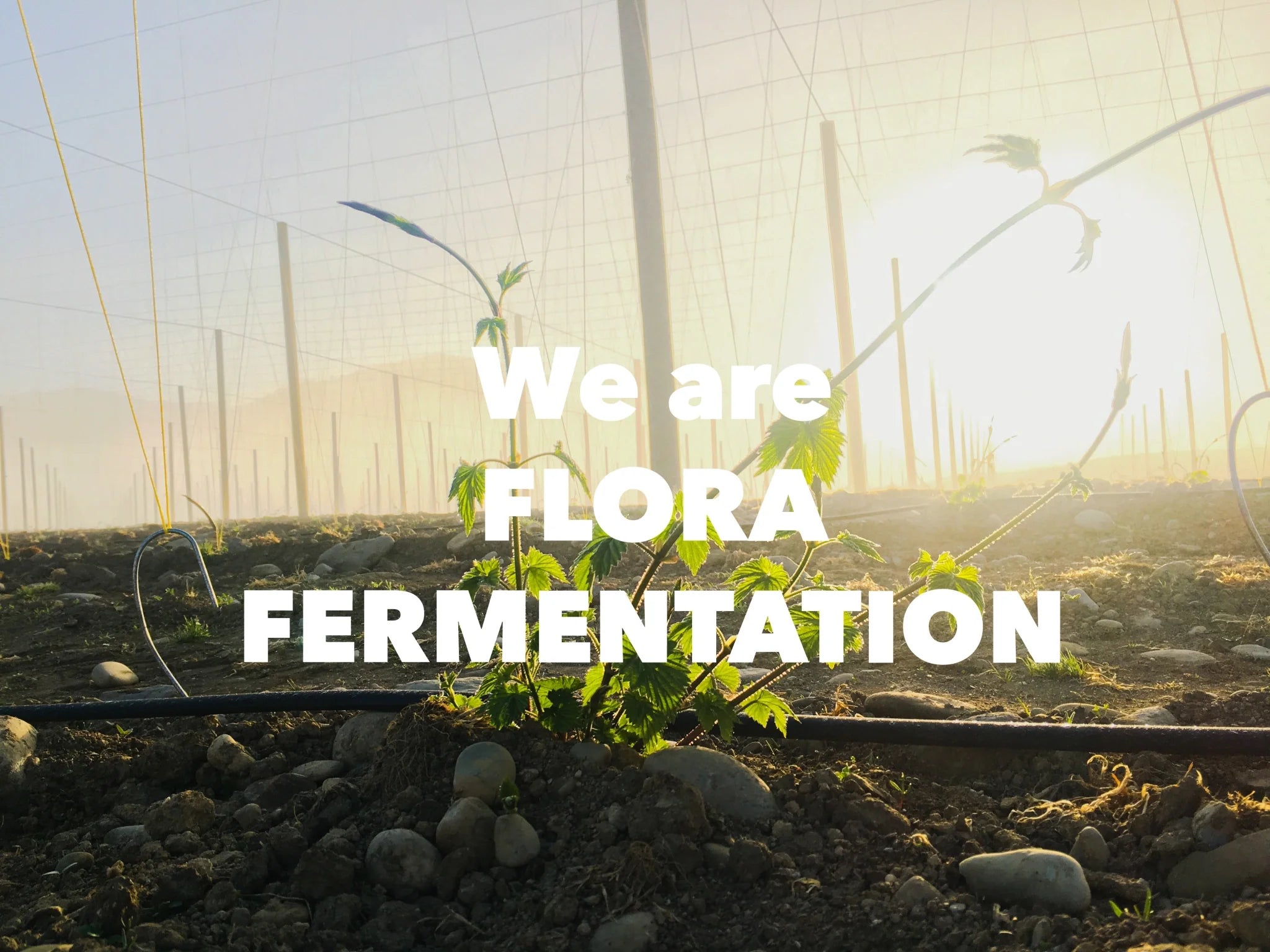 FLORA FERMENTATION Instagram始めました！