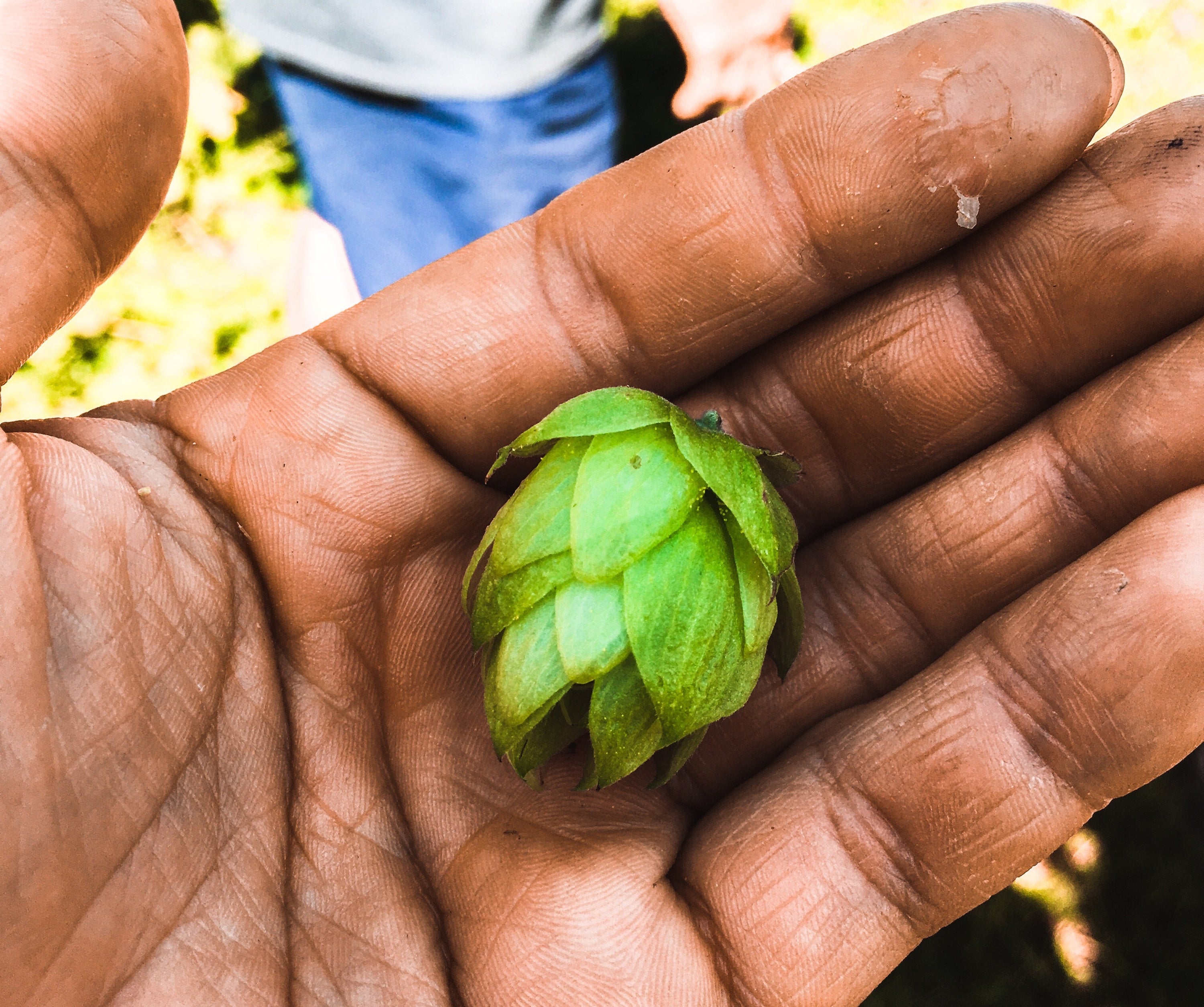 New NZ Hop “Nectaron”