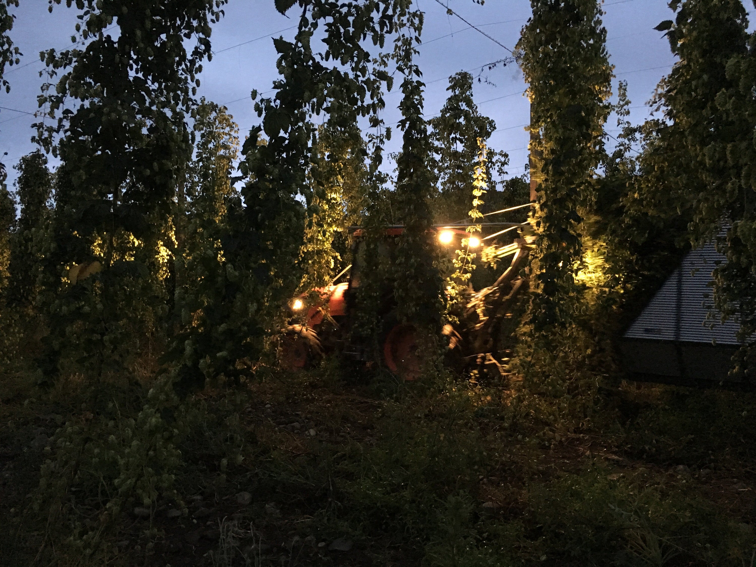 New Zealand Hops